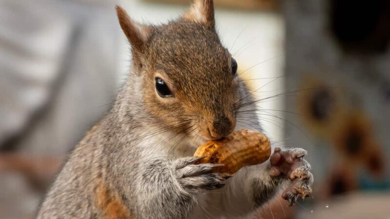 Trader turns $44,800 into $1.4 million with Peanut (Pnut) the squirrel