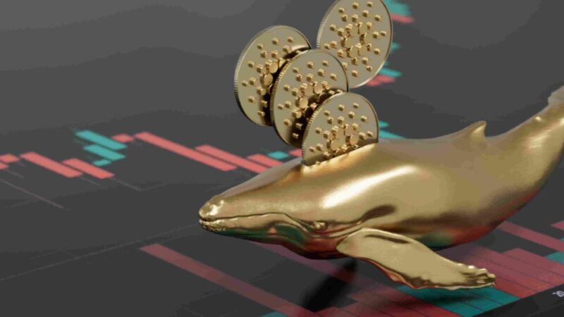 Cardano whales buy over 100 million ADA in 24 hours