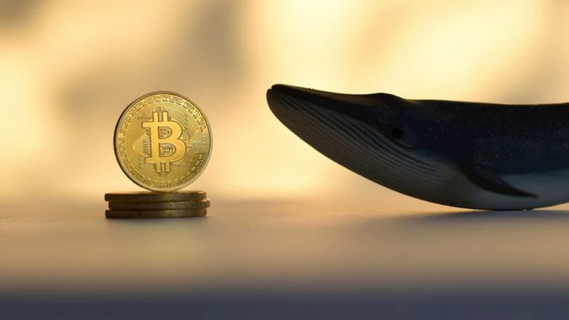 Number of Bitcoin whales go ‘parabolic’ since Trump won election
