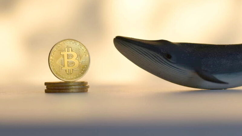Bitcoin big players are making moves; Should you follow?