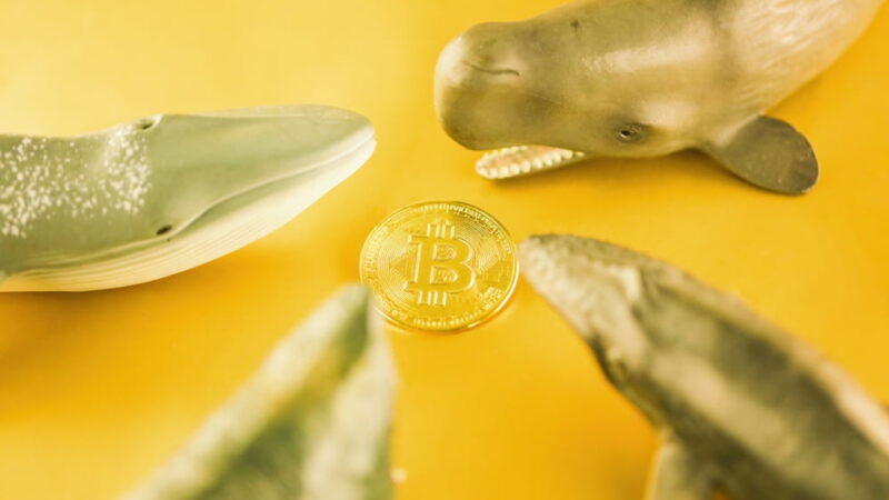 Anonymous whale opens $425M bet on Bitcoin